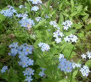 zdjęcie jasnoniebieski Kwiat Niezapominajka