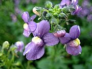 púrpura Joyas Cape Flores del Jardín foto