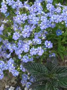 ფოტო ღია ლურჯი ყვავილების Cape სამკაულებს