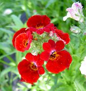 φωτογραφία κόκκινος λουλούδι Ακρωτήριο Κοσμήματα