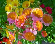 pomarańczowy Nemesia Kwiaty ogrodowe zdjęcie