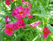 фото рожевий Квітка Немезія