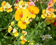 κίτρινος Ακρωτήριο Κοσμήματα λουλούδια στον κήπο φωτογραφία