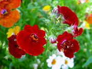 фото бордовий Квітка Немезія