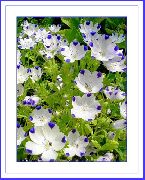 bijela Nemophila, Baby Blue-Oči Vrt Cvijeće foto