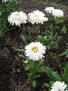 photo Ox-eye daisy, Shasta daisy, Field Daisy, Marguerite, Moon Daisy Flower
