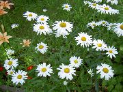ფოტო თეთრი ყვავილების Ox თვალის Daisy, Shasta Daisy, ველი Daisy, მარგარიტა, მთვარე Daisy
