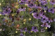 kuva violetti Kukka Rakkaus-In-A-Mist