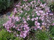 foto pink Blomst Acantholimon, Stikkende Sparsommelighed
