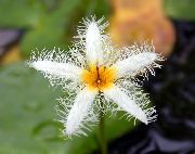 photo white Flower Floating Heart, Water Fringe, Yellow Water Snowflake