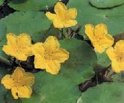 foto gul Blomst Flydende Hjerte, Vand Frynser, Gul Vand Snefnug