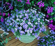 jasnoniebieski Nirembergiya Kwiaty ogrodowe zdjęcie