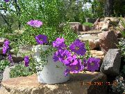 liliowy Nirembergiya Kwiaty ogrodowe zdjęcie