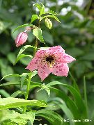 rosa Nomocharis Flores del Jardín foto