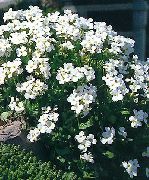 blanco Aubrieta, Berro De Roca Flores del Jardín foto