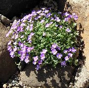 照片 紫丁香 花 Aubrieta，岩水芹