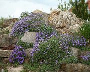 zdjęcie jasnoniebieski Kwiat Aubrieta (Aubretsiya)