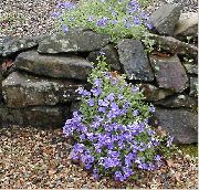 fotografie světle modrá Květina Aubrieta, Rock Řeřicha