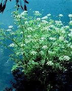 foto Ūdens Selerijas, Pētersīļi Ūdens, Ūdens Vīgrieze Zieds