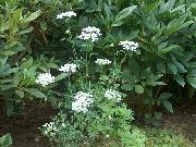 fotografie biela Kvetina Minoan Čipky, Biela Čipka Kvet