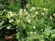 ყვითელი Columbine Flabellata, ევროპული Columbine ბაღის ყვავილები ფოტო