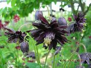 black Columbine flabellata, European columbine Garden Flowers photo