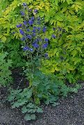 sininen Columbine Flabellata, Eurooppalainen Akileija Puutarhan Kukat kuva