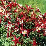 rouge Ancolie Flabellata, Ancolie Européen Fleurs Jardin photo