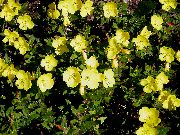 foto dzeltens Zieds Vakara Prīmulas