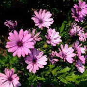 foto pink Blomst Afrikanske Daisy, Cape Daisy