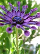 zdjęcie purpurowy Kwiat Dimorfoteka (Cape Daisy)