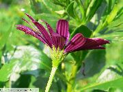 фото бордовий Квітка Остеоспермум (Капская Маргаритка)