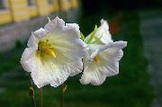 φωτογραφία λευκό λουλούδι Ostrowskia