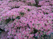 πασχαλιά Επιδεικτικός Stonecrop λουλούδια στον κήπο φωτογραφία