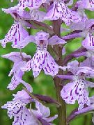 снимка Марш Орхидея, Петниста Орхидея Цвете