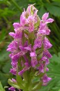 foto roze Bloem Moeras Orchidee, Gevlekte Orchis