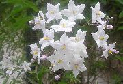 fotografija bela Cvet Potato Vine Sydney, Modra Bush Krompir, Paragvaj Češnja, Modra Lycianthes