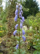azul claro Acónito Flores del Jardín foto