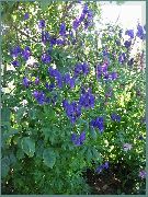 μπλε Monkshood λουλούδια στον κήπο φωτογραφία