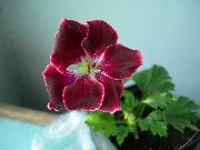 bordeaux Hætteklædte-Blad Pelargonium, Træ Pelargonium, Wilde Malva Have Blomster foto