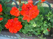 czerwony Pelargonia Kwiaty ogrodowe zdjęcie
