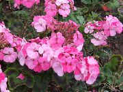 rózsaszín Kapucnis Levelű Muskátli, Muskátli Fa, Wilde Malva Kerti Virágok fénykép