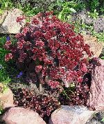 photo burgundy Flower Stonecrop