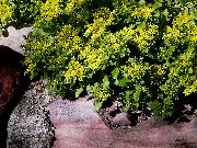 foto dzeltens Zieds Stonecrop