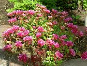 ვარდისფერი Stonecrop ბაღის ყვავილები ფოტო
