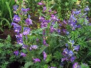 მეწამული მთისწინა Penstemon, Chaparral Penstemon, Bunchleaf Penstemon ბაღის ყვავილები ფოტო