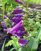 zdjęcie purpurowy Kwiat Penstemon Długo