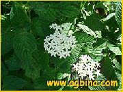 zdjęcie biały Kwiat Pentas
