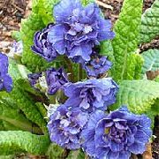 blå Primrose Trädgård blommor foto