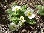 φωτογραφία λευκό λουλούδι Ηράνθεμο